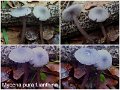 Mycena pura f.ianthina-amf10